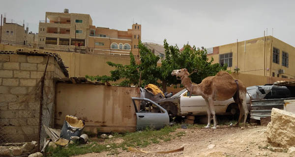 Верблюд на подвір'ї у місті Ваді Муса, Йорданія