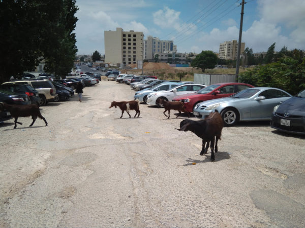 Кози на вулицях Амману